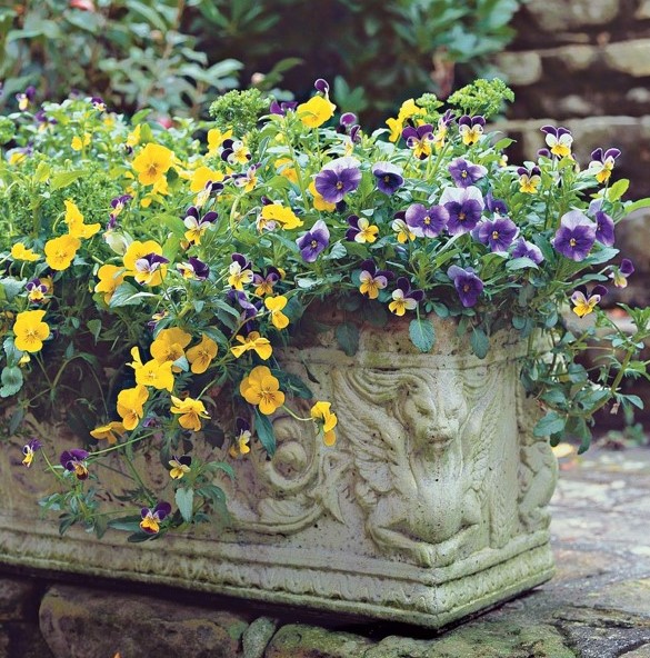 Анютины глазки у каменной клумбы – віола для ранневесеннего цветения